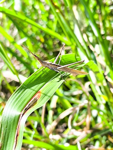 Mediterranean Slant-faced Grasshopper