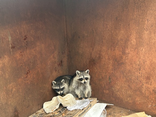 Common Raccoon