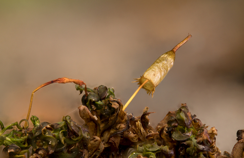 Fringed Extinguisher Moss