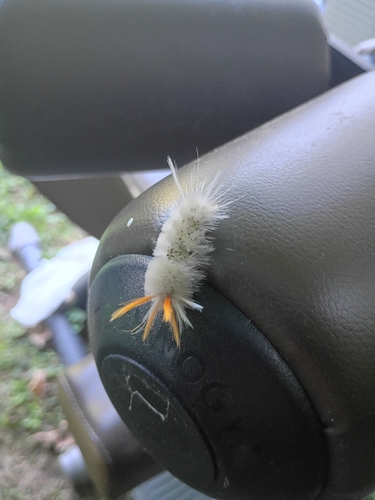 Sycamore Tussock Moth