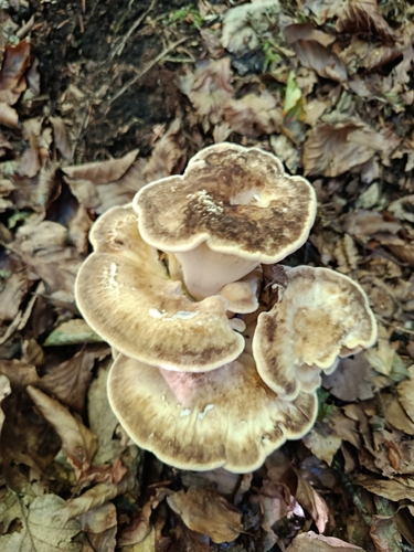 Giant Polypore