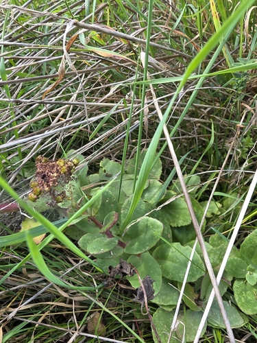 Great Stonecrop