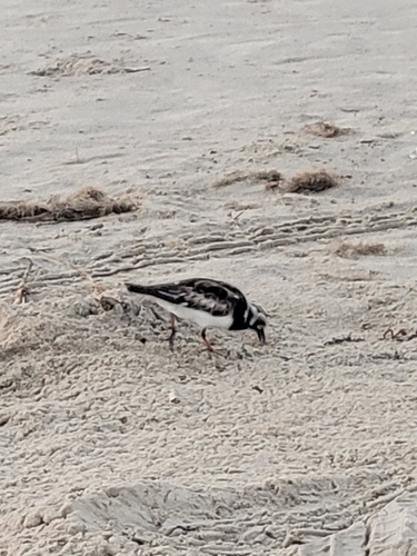 Ruddy Turnstone
