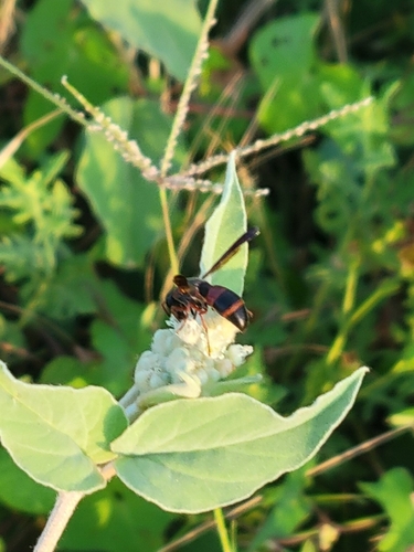 Red-marked Pachodynerus Wasp