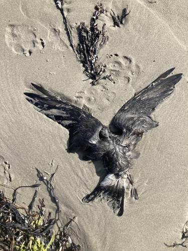 Leach's Storm-Petrel