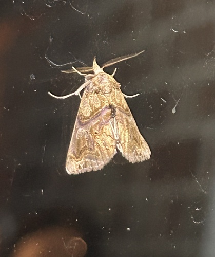 Moonseed Moth