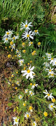 scentless mayweed