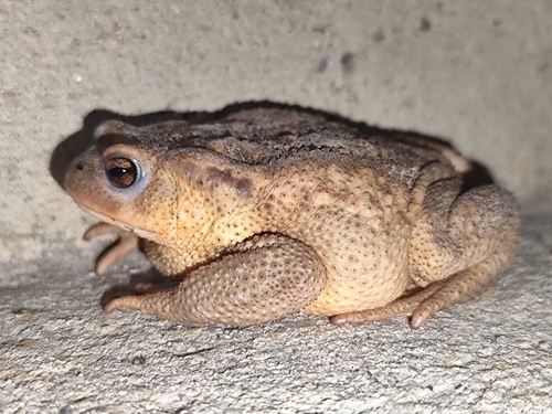 Spiny Toad