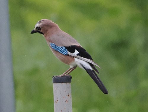 Eurasian Jay
