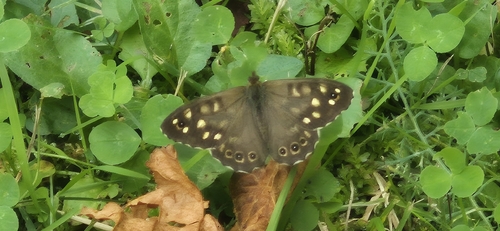 Speckled Wood