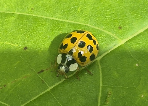 Asian Lady Beetle