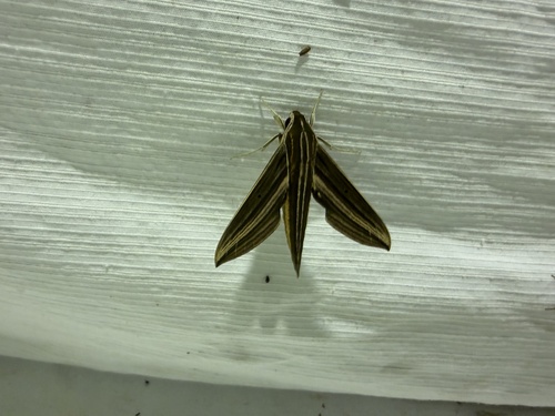 Xylophanes titana