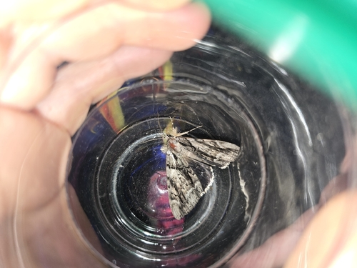 Widow Underwing