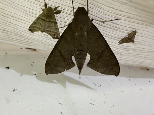 Lesser Ficus Sphinx