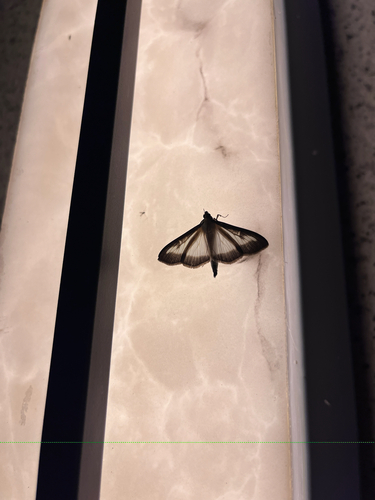 Box Tree Moth