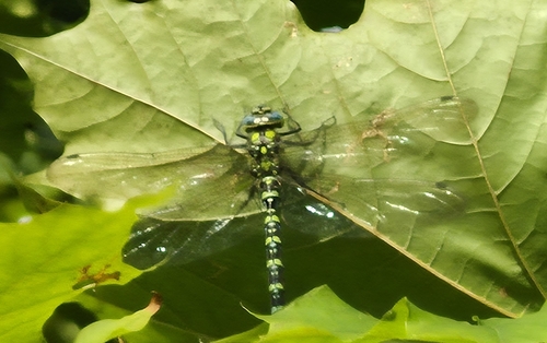 Southern Hawker