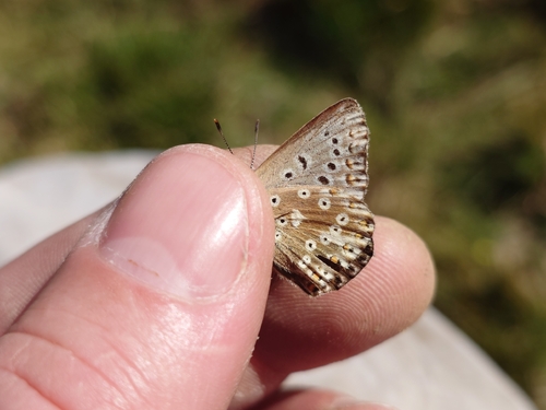 Chalkhill Blue