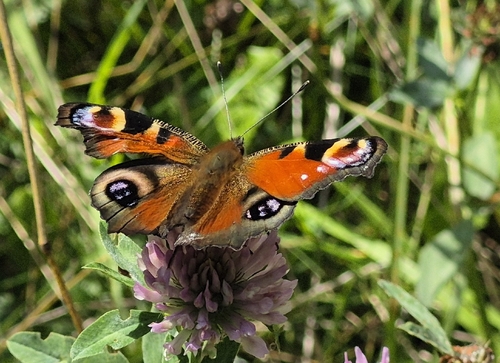 European Peacock Butterfly