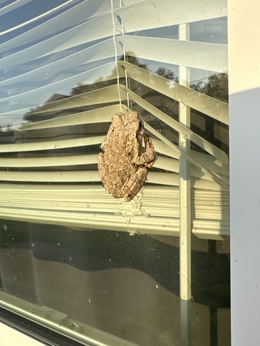 Gray Treefrog Species Complex