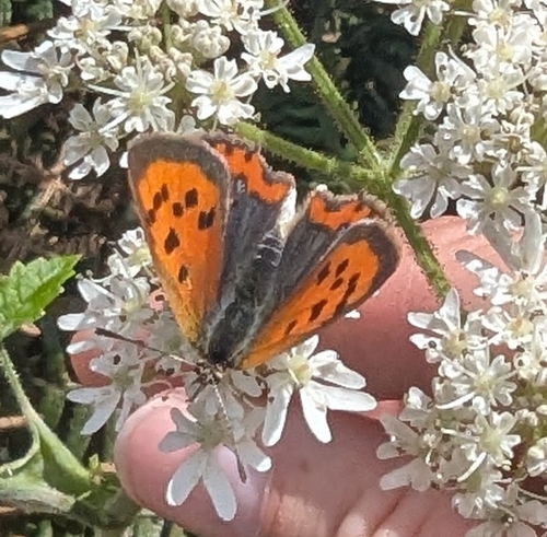 Small Copper