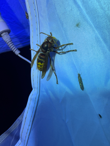 European Hornet