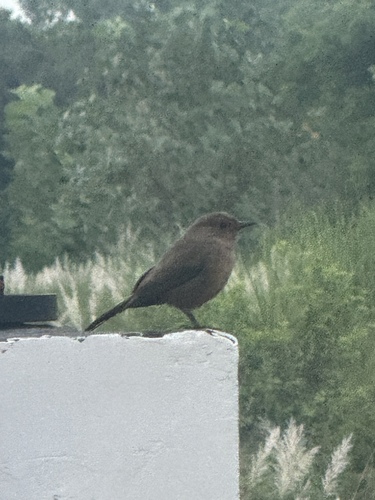 Brown Rock Chat