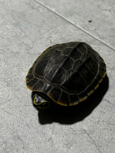 Malayan Snail-eating Turtle