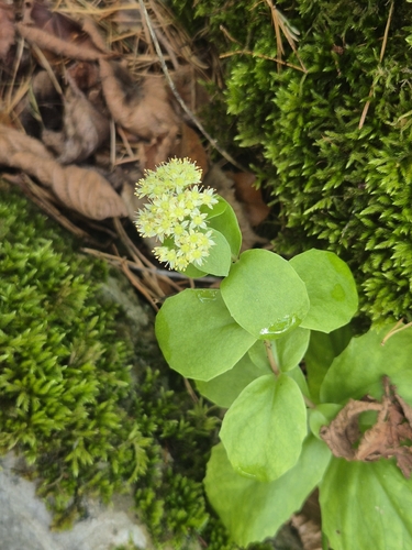 Great Stonecrop