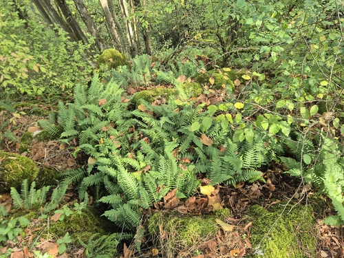 common polypody