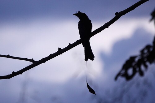 Greater Racket-tailed Drongo