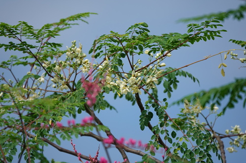 Moringa tree