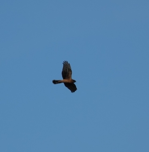Hen Harrier