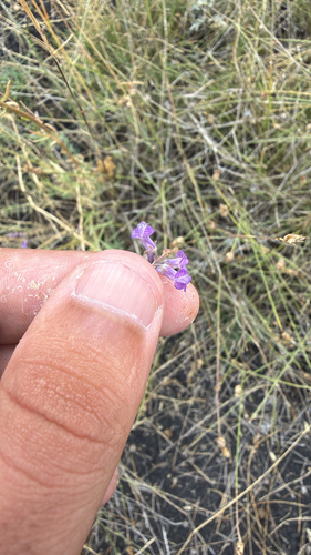 Purple Toadflax