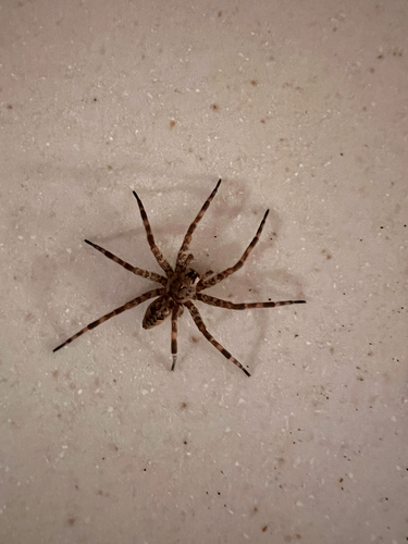 Dark Fishing Spider