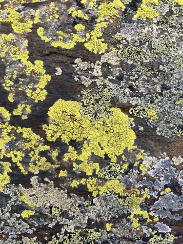 splash-paint cobblestone lichen