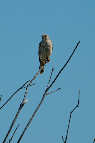 Eurasian Kestrel