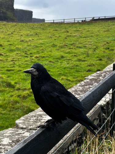 Rook