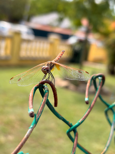 Violet Dropwing