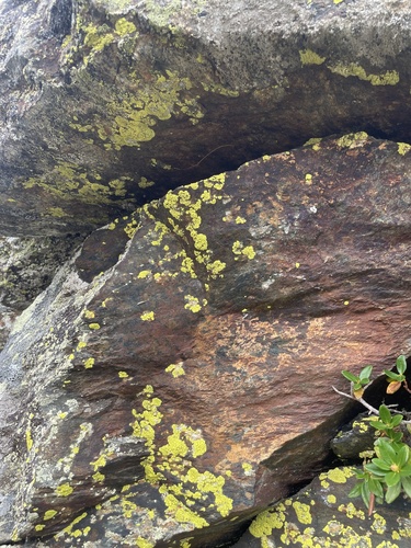 splash-paint cobblestone lichen