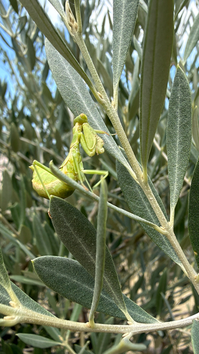 European Dwarf Mantis