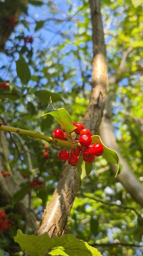 European holly