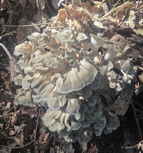 hen of the woods