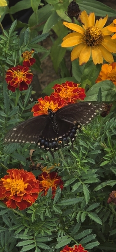 Eastern Black Swallowtail