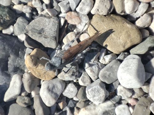 Blue-winged Sand Grasshopper