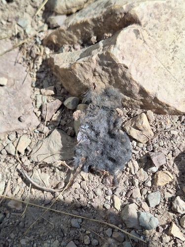 Alpine Shrew