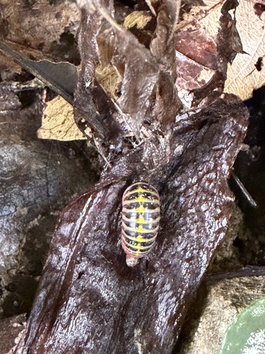 Candy ball millipede