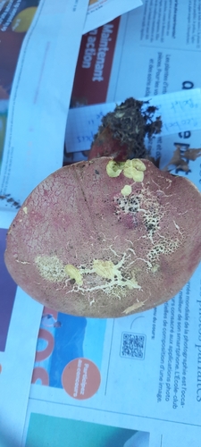 Rubroboletus rubrosanguineus
