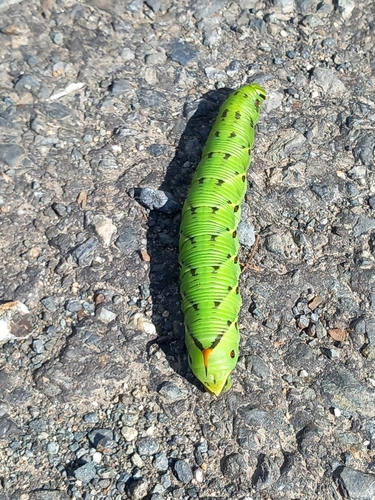 Convolvulus Hawkmoth