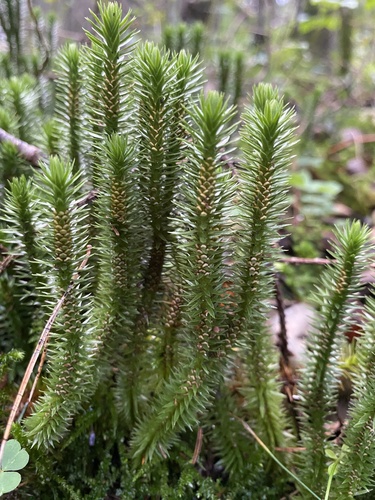 northern firmoss