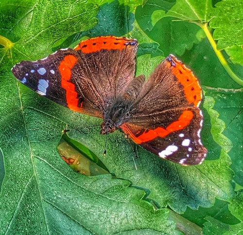 Red Admiral